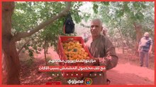 مزارعو العمار يروون معاناتهم مع تلف محصول المشمش بسبب الآفات