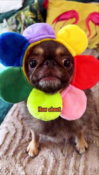 King Chilli The Pug