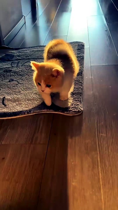 Le chat qui brille toujours contre-jour