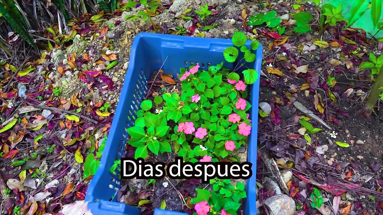 Se hizo millonaria vendiendo arroz y agua y esto paso   LOS SOCIOS SOY