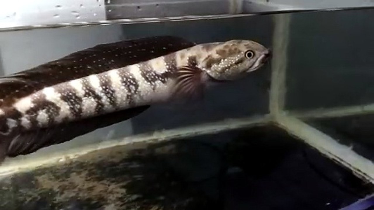Ikan Cana