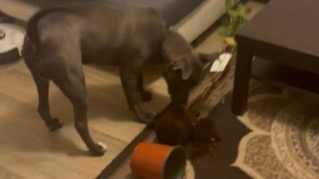 Dog Carries A Plant In Its Mouth And Tips The Pot