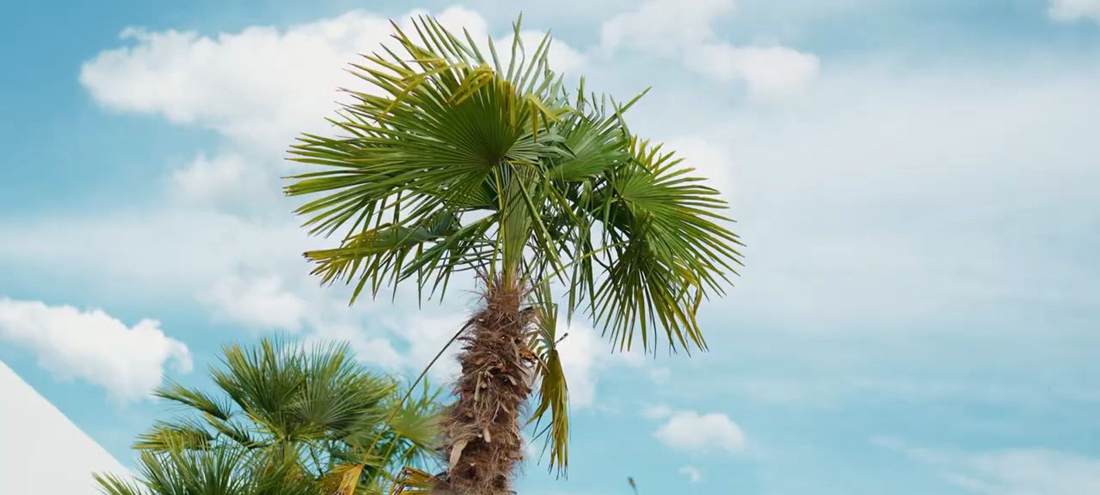Ionut Florea - Nuntă pe insulă 🏝️ Official Video