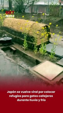 🐱☔ Vecinos y voluntarios en Japón instalan pequeños refugios para gatos callejeros con el fin de protegerlos del frío y la lluvia, además de brindarles alimento y cuidados. La iniciativa se volvió viral en redes.