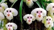 This Orchid Looks Like a Monkey?