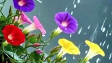 Why flower Turns Invisible?