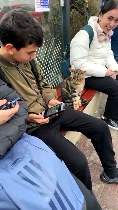 Un chat s’invite gentiment sur les genoux d’un ado à l’arrêt de bus en Turquie