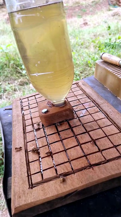 Des abeilles qui piquent leur pause sucrée en moins d’une heure