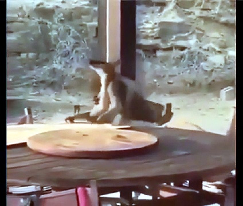 Two marsupial maniacs have one score to settle. No refs, no rules, just raw outback fury. 💥