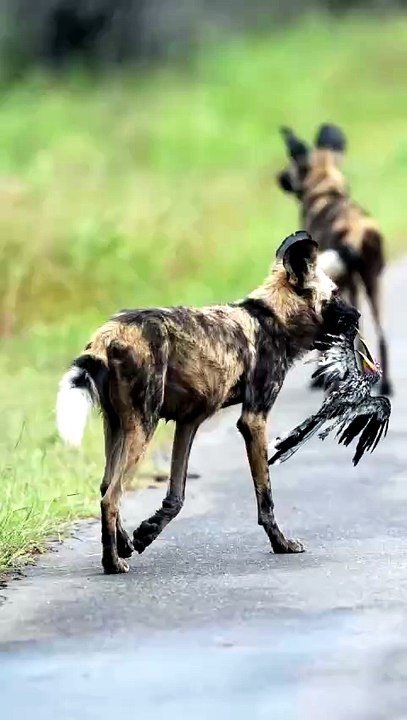A bad day to be Zazu, a yellow-billed hornbill winds up in the jaws of an African wild dog 🦮