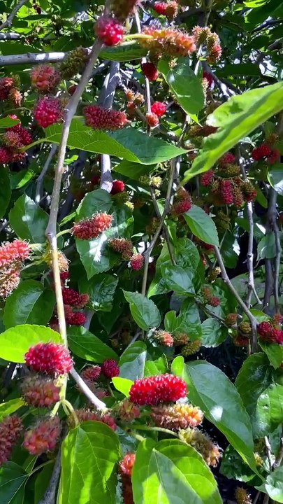 Purple mulberry season
