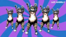 Funny & cute cats dogs😍😂