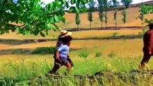 Palat Meri Jaan