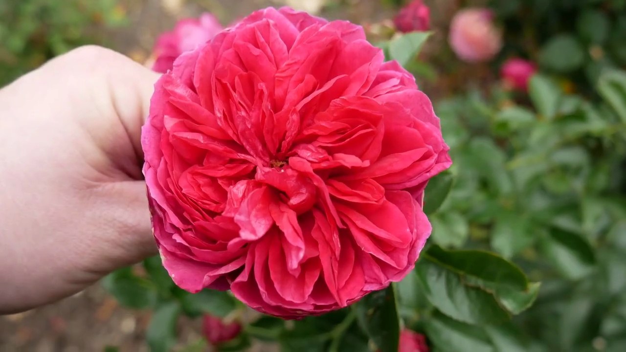 Soul Rose Review