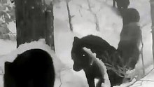 A Pack Of Wolves Walking In A Trail