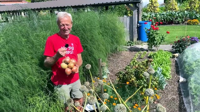 Onions from seed| Then ten onions planted a year later to grow more seeds| Charles Dowding