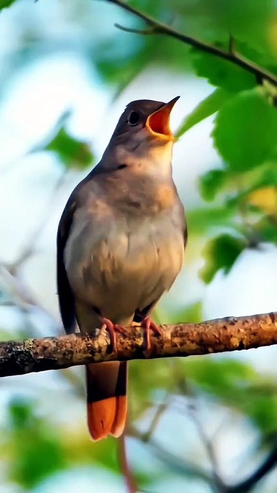 Beautiful bird sounds