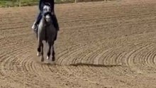 Napoleon Solo warms up before DOMINATING the Preakness Stakes
