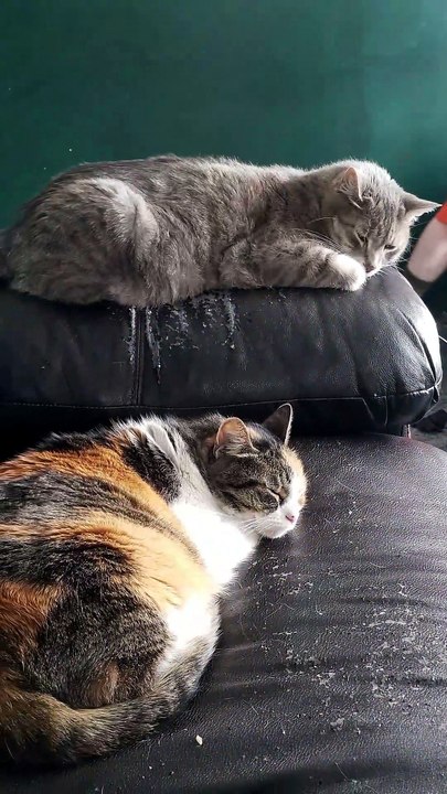 It would be wasteful to not use all the cushions the couch has to offer. | #SparklegleamFarm #Elsie #Cory #farm #LadyChunkerella #cat #catlife #cute