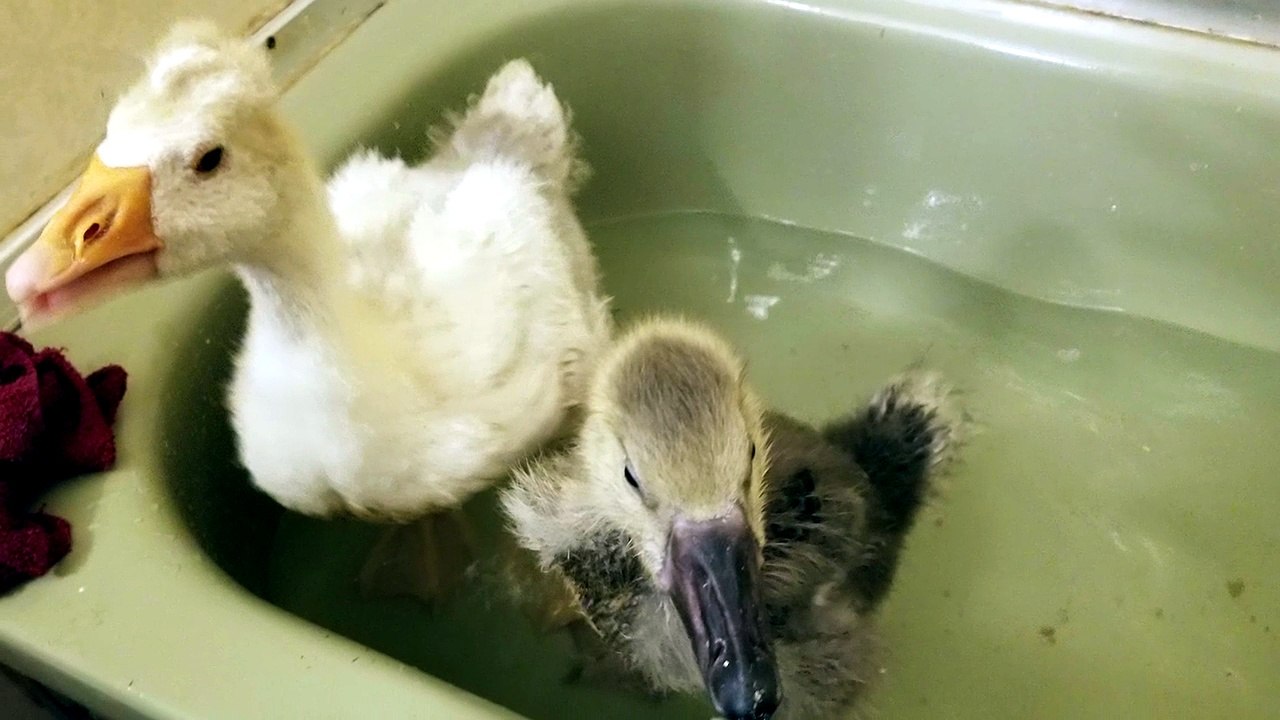 Some more pics from Lemongrab and Tooey's first bath together! | #SparklegleamFarm #Tooey #Lemongrab #homestead #goose #farmanimals #soft #cute