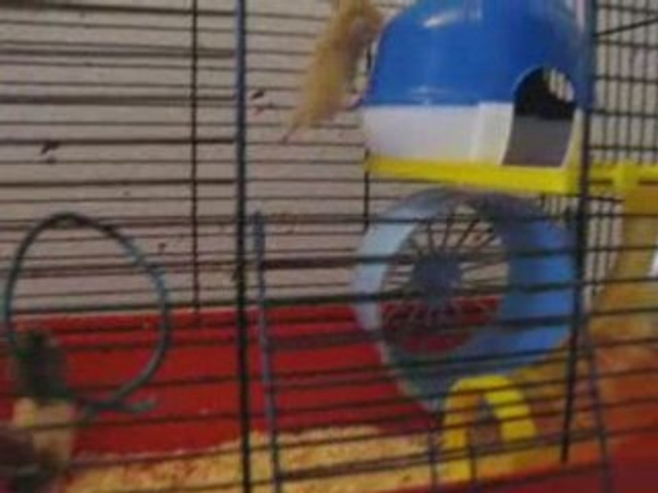 BB hamsters à 21 jours