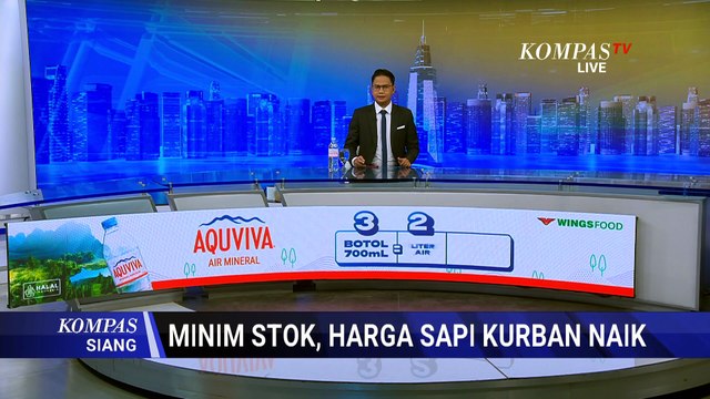 Jelang Iduladha, Harga Sapi Kurban di Bengkulu Tembus Rp19 Juta per Ekor | KOMPAS SIANG