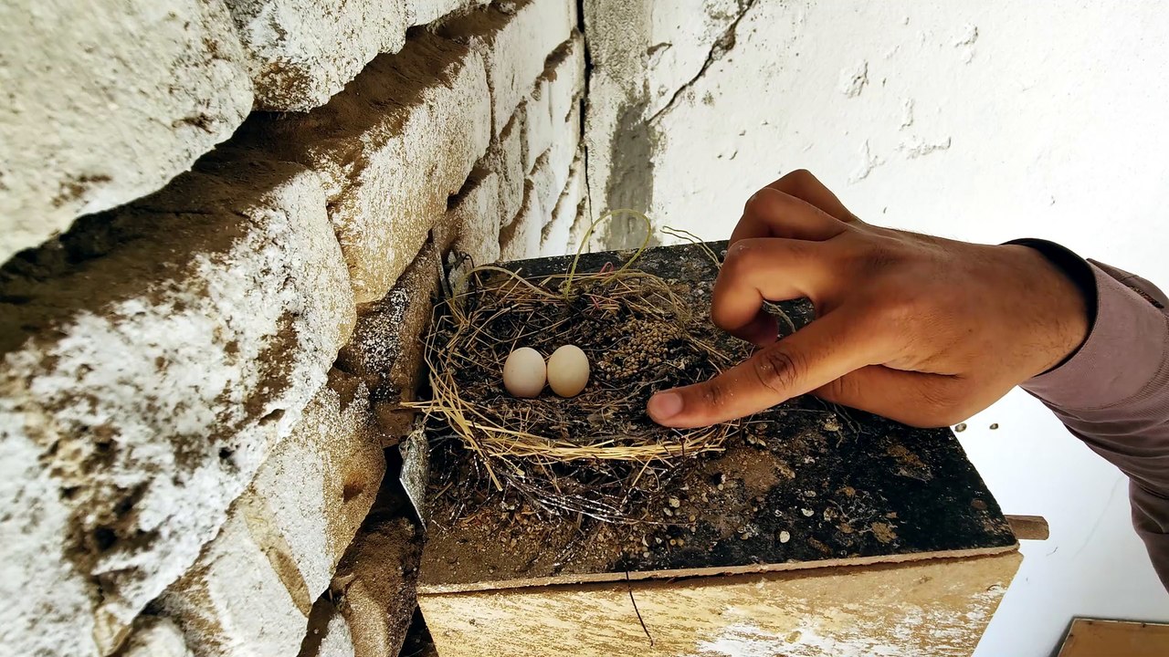 Peaceful Dove Nest Sounds For Relaxation your day