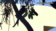 Strange Call of Black Drongo Bird