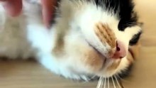 This Little Kitten Feels So Relaxed 😴🐱