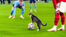 Cat in Football Ground