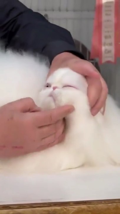 The Most Perfect Fluffy White Persian Cat Ever! | CFA Grand Champion Cat Show