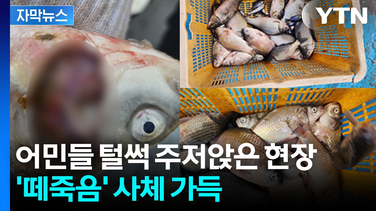 '치명적 수준' 검출...공포의 집단폐사 벌어진 소양호 바닥서 검출된 건 [지금이뉴스...