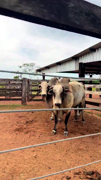 Bull lovers