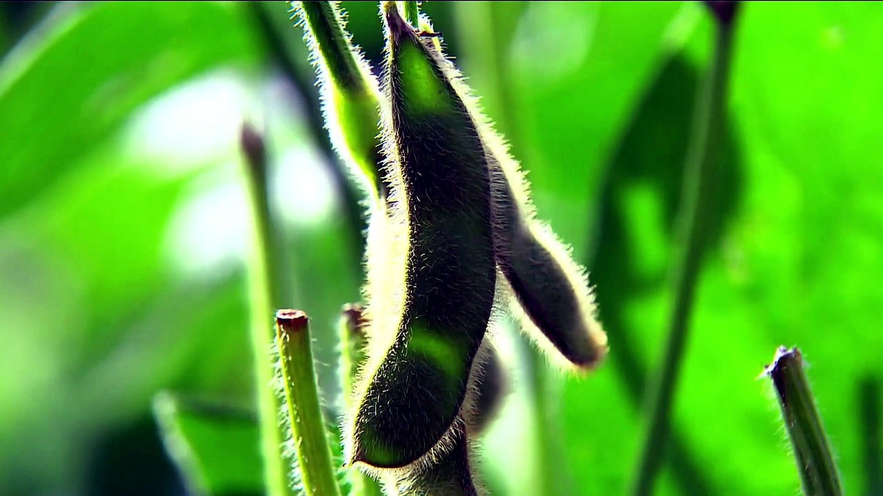 Globo Rural destaca produção nacional de edamame e polêmica com a União Europeia