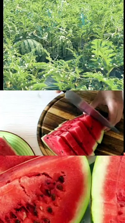 Watermelon Lovers Must Watch 😍🍉