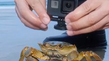 #humour #pourrire #crabes #réfléchir #solution
