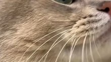 Cette info sur les chats va te surprendre 😳