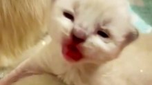 Chaton qui vous parle !! Il vous dit 