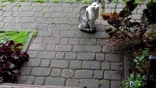 Another gorgeous little visitor came by 🐾 #cat #funnycats #catlovers