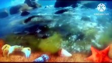 Go eco 2014 - S1 E02: Zoo Animals - Clip (Credit by Planeta Ian)