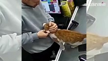 Rize'de kasiyere sarılan kedi görenleri gülümsetti!