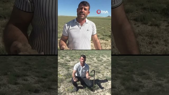Mantar toplayarak, ev, araba ve arsa aldı! Dolaman kurdu günde 60 bin liralık mantar buluyor