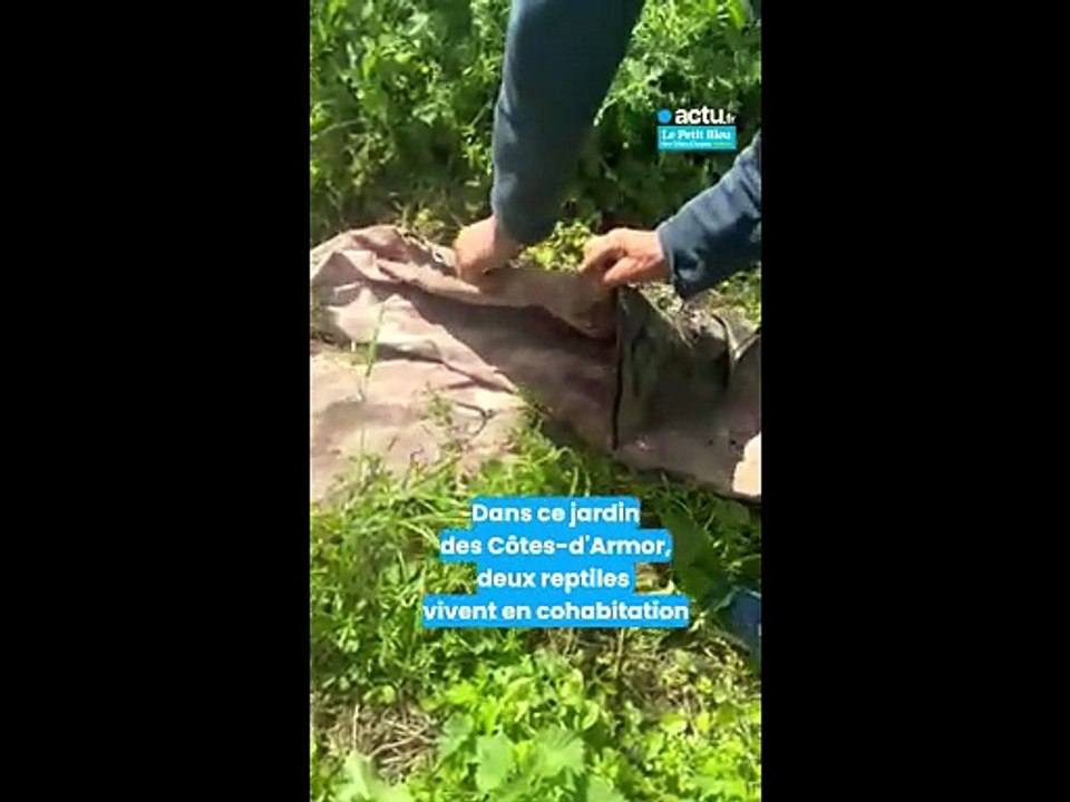Orvet et couleuvre cohabitent dans ce jardin des Côtes-d'Armor