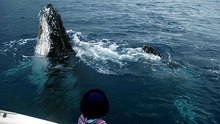 Hervey Bay Whales