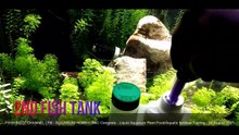 TNC Liquid Complete aquatic plant fertilizer - 2 week CHALLENGE