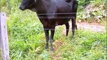 Como é peão!!! O que você disse??? Seu r@cista. 🏃‍♂️🏃‍♂️🏃‍♂️🏃‍♂️🐄🐄🐄🐄 #omelhorsoaoscomentarios #engraçado #engraçados #comentarios #comentários