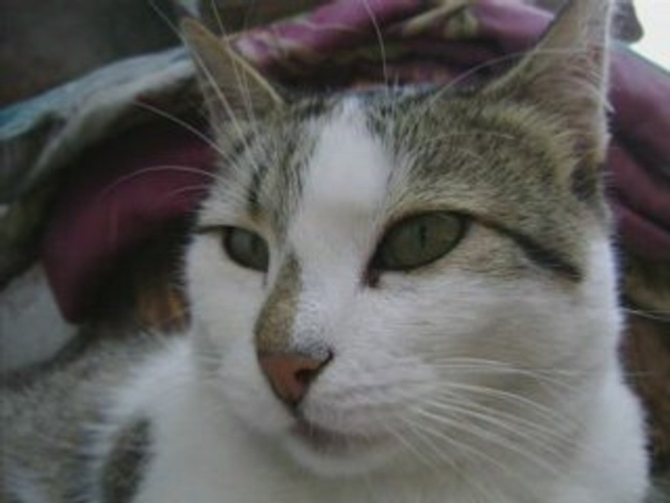 FINDIK