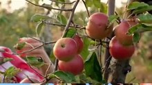 Perfect Red Apple 🍎😍 | Viral Fruit Shorts