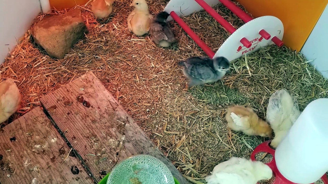 Feeding time commences at a leisurely pace | #SparklegleamFarm #Chicken #farm #farmanimals #cute