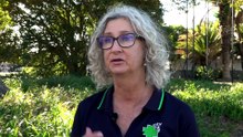 Stray cat crisis due to shelters at capacity and gaps in legislation